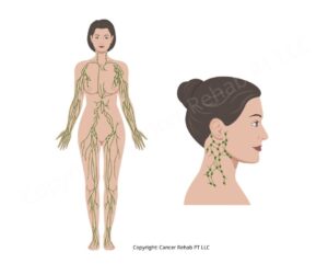Lymphatic System Diagram: How Your Lymph System Works