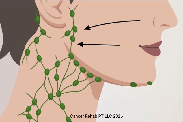 Lymphatic system in face + neck.